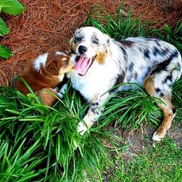 Australian Shepherds from Faith Ridge Farm