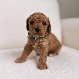 Poodle Puppies from Bruno & Co. Puppies