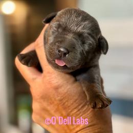 Munchkin - Black female Labrador Retriever puppy in Sullivan, Missouri from O’Dell Labs