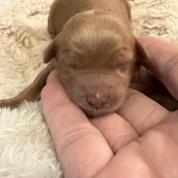 Girl 2 - Red  female Goldendoodle puppy in Haleyville, Alabama from Susan’s Prefurred Doodles