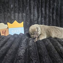 Black collar - Gray brindle male Cane Corso puppy in Fritch, Texas from Carrie Brown's Cane Corsos