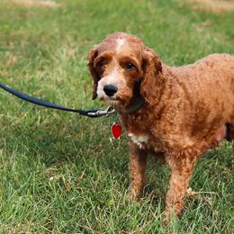 Macy - Cavapoo