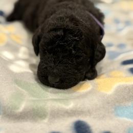 Goldendoodle and Poodle Puppies from Southern Stroll Poodles & Doodles