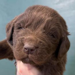 Murphy - Brown male Newfoundland puppy in Brandenburg, Kentucky from Bluegrass River Newfoundlands