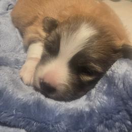 Ember - Red and white female Pomsky puppy in Fairfield, Vermont from Pomskies of Vermont