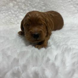 Boy 2 - Apricot male Goldendoodle puppy in Wever, Iowa from JK Royal Lines