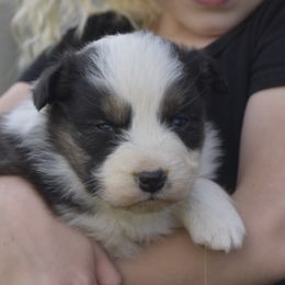 Australian Shepherd Puppies from 10-BAR-Y RANCH