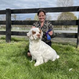 AggieBelle, Aggie - Clumber Spaniel