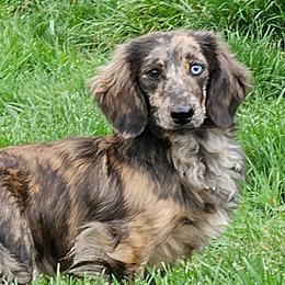 Ryder - Dachshund