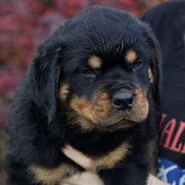 Cash - Black and mahogany male Rottweiler puppy in Cottage Grove, Oregon from Divine Rottweilers