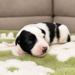 Molly - Female - Black and white female Border Collie puppy in Avery, Texas from Willa Creek Border Collies