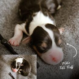 Timothy - Black and tan male Pembroke Welsh Corgi puppy in South Otselic, New York from Ridge Top Corgis