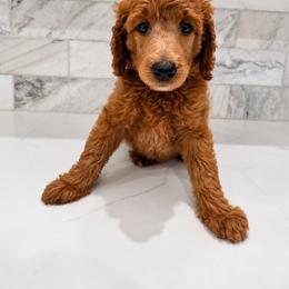 Sprite - Red  female Poodle puppy in Mesa, Arizona from Desert Doodles