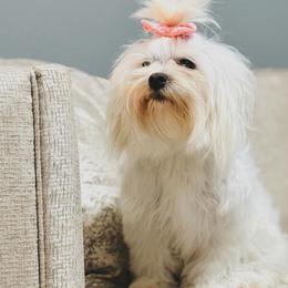 Maltese puppies from Hosking Kennels