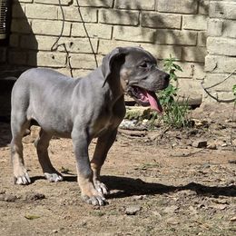 Kuromi - Merle female Great Dane puppy in Spring, Texas from Stark Danes