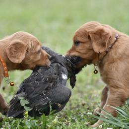 Golden Retriever Puppies from Ivy League Golden Retrievers