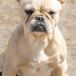 French Bulldogs from True Companion Puppies