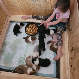 Collie Puppies from Voneida Collies