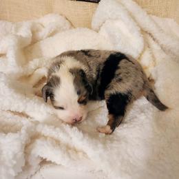 Rudy - Blue merle male Toy Australian Shepherd puppy in Logansport, Indiana from Sandy Hill Farm Aussies, LLC