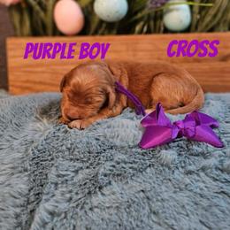 Cross - Red  male Goldendoodle puppy in Haughton, Louisiana from Bailey’s Cajun Canines