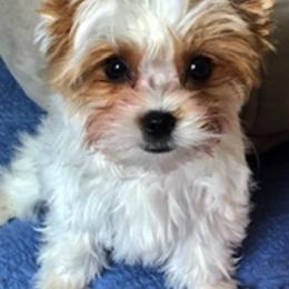 Yorkshire Terriers from Sweet Puppy Lov