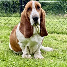 Red - Basset Hound