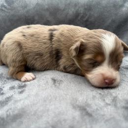 Ellie - Red merle female Toy Australian Shepherd puppy in Ambrose, Georgia from Brandilyn's Aussies