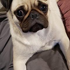 Valleri - Pug