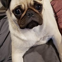 Valleri - Pug