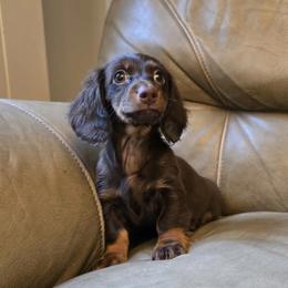 Cockapoo, Dachshund, Miniature Schnauzer, and Yorkshire Terrier Puppies from LUXEYPUPS