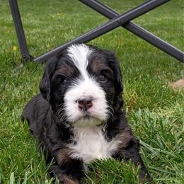 Birdie - Tri-color male Bernedoodle puppy in Las Vegas, Nevada from Perfect Bernedoodles