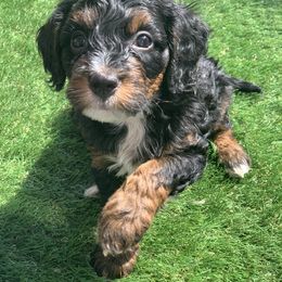 Bernedoodle, Cockapoo, and Goldendoodle Puppies from Danie’s Darling Doodles LLC