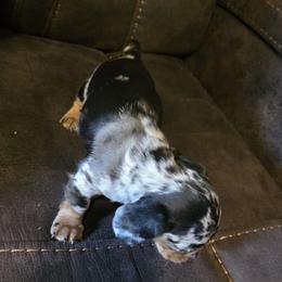 Dachshund Puppies from Joseph Dachshund's
