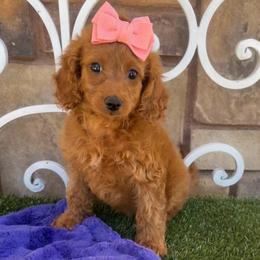 Sedona - Red female Cavapoo puppy in Central, Arizona from Desert Valley Doodles