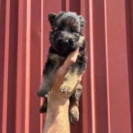 Outlaw (gray collar) - Black and red male German Shepherd puppy in Union City, Ohio from God’s Gifts German Shepherds