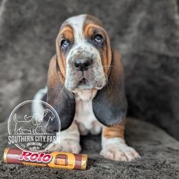 Rolo - Black brown and white male Basset Hound puppy in Talbotton, Georgia from Southern City Bassets
