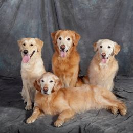 Golden Retrievers from Southstar Golden Retrievers