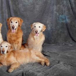 Golden Retrievers from Southstar Golden Retrievers