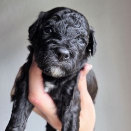 Snickerdoodle - Black male Goldendoodle puppy in Leander, Texas from Doodle Doula