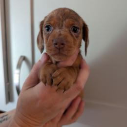 Pink ribbon - Dapple female Dachshund puppy in Sugarcreek, Ohio from Bahler Street Doxies