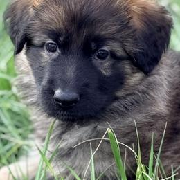 Fettucine - Sable female German Shepherd puppy in Corning, Ohio from Chapel Hill Shepherds