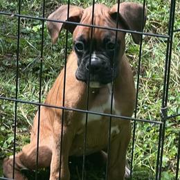 Boxer Puppies from Shaddai Kennels