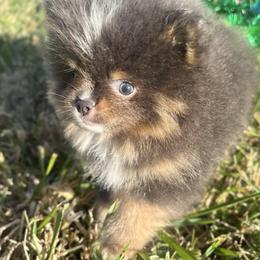True Blue Tri dilute - Blue male Pomeranian puppy in Knoxville, Tennessee from Posh Parti Poms