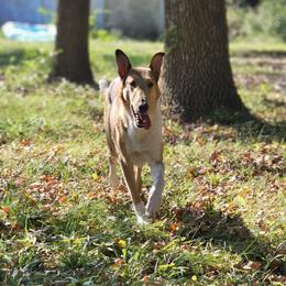 Zea - Collie
