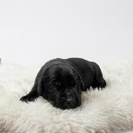 Girl 2 - Black female Cane Corso puppy in Haslet, Texas from Trained To Go Corso Kennels (T.T.G. Corso Kennels)