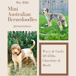 Bernedoodle puppies from The Poodle Co. Raising Doodles & Poodles