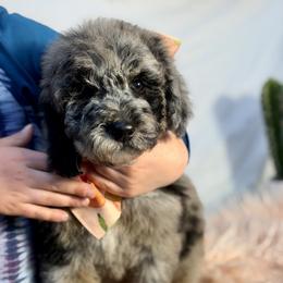Crystal - Merle female Goldendoodle puppy in Fort Collins, Colorado from Front Range Family Doodles