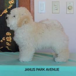 Bolognese, Mudi, and Toy Fox Terrier All Grown Up from JANUS SHOW DOGS