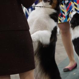 Australian Shepherd All Grown Up from Smokey Row Australian Shepherds
