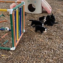 Bernese Mountain Dog Puppies from Four-T's